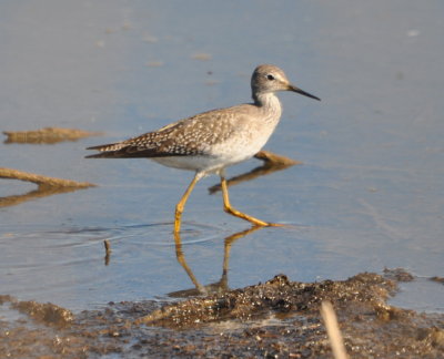 Lesser Yellowlegs