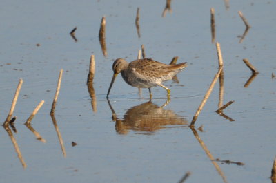 Dowitcher
Hagerman NWR, TX