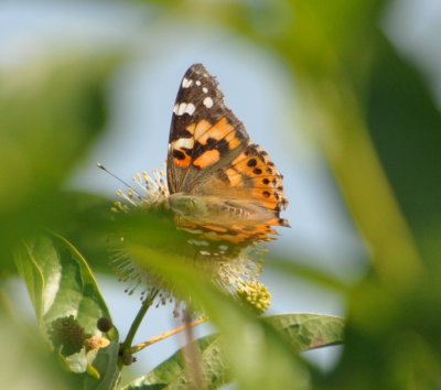 American Lady
Vanessa virginiensis