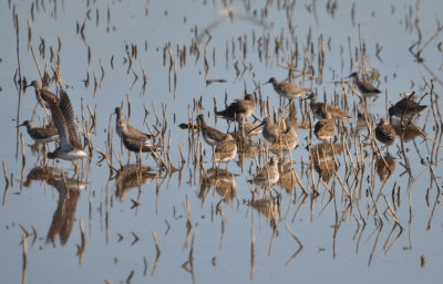 Dowitchers, Lesser Yellowlegs and Stilt Sandpipers
Hagerman NWR, TX