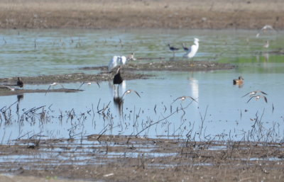 Dowitchers in flight, dark ibis, Snowy Egret
Hagerman NWR, TX
OOS Fall meeting