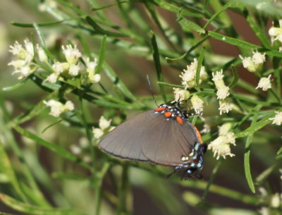 DSC_0009b.JPG