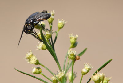 Fly
Butterfly garden, Hagerman NWR, TX