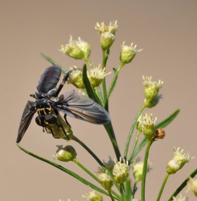 Tachinid or Feather-legged fly
Trichopoda lanipes
see http://bugguide.net/node/view/838757/bgimage