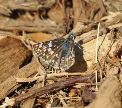 DSC_0075b.JPG