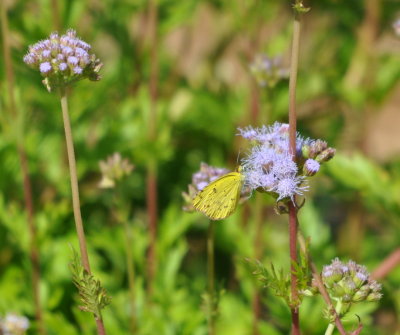 DSC_0110b.JPG