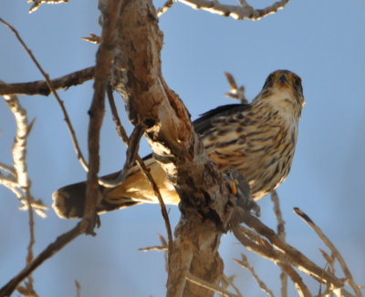 Merlin 
Chased to our cottonwood tree by blackbirds,
eating prey, possibly a Yellow-Rumped Warbler
ID correction by Bill D