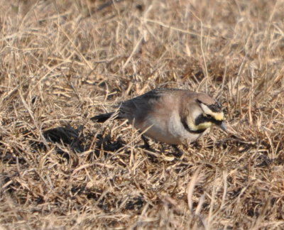 Horned Lark
Lake El Reno, south end