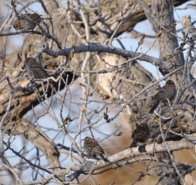 Female Red-winged Blackbirds
Lake El Reno, south end of lake