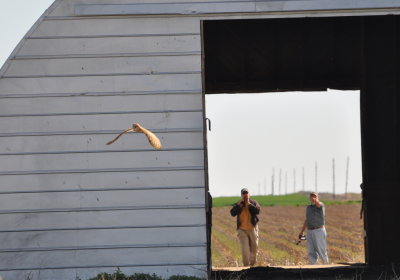 We went to a nearby granary where Jimmy Woodard and Lou Truex stirred up two barn owls.
