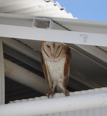 One of the Barn Owls flew back to roost under the roof at the granary.
