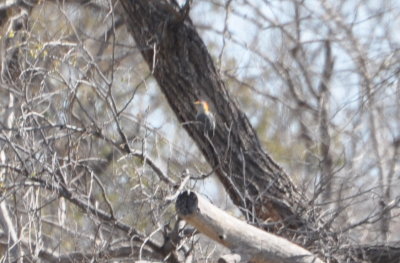 Golden-fronted Woodpecker
SW of Hackberry Flat WMA, near Frederick, OK