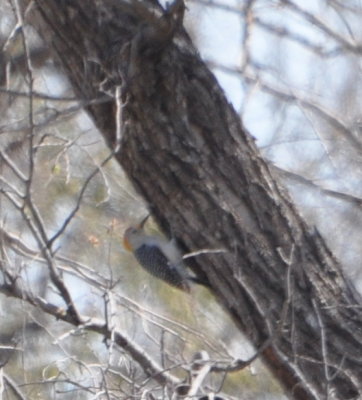 Golden-fronted Woodpecker