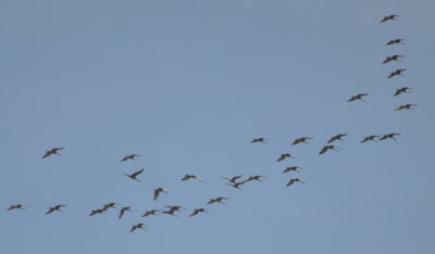Sandhill Cranes
flying over Hackberry Flat WMA, OK