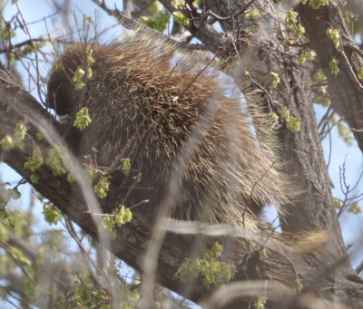 Another view of the porcupine