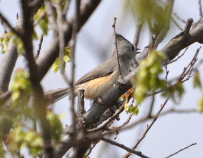 Black-crested Titmouse