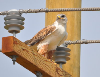 Ferruginous Hawk
SW edge of Hackberry Flat WMA, OK