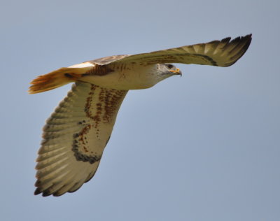 Ferruginous Hawk