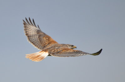 Ferruginous Hawk