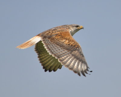 Ferruginous Hawk
