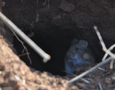 Rodent in badger hole near Burrowing Owls
E side of Hackberry Flat WMA, OK