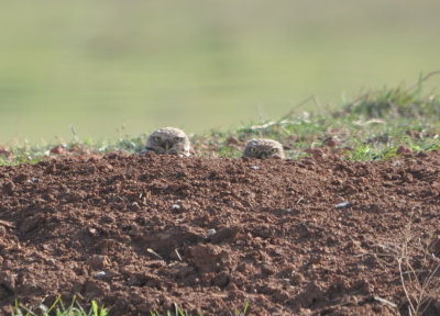 Burrowing Owls
near a pond E of Hackberry Flat WMA, OK