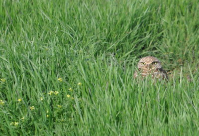 Burrowing Owl