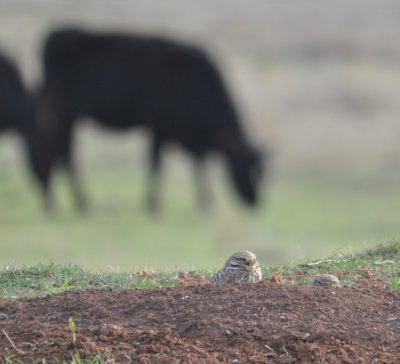 Burrowing Owls
Hackberry Flat WMA
the one on the R looks like Oscar the Grouch