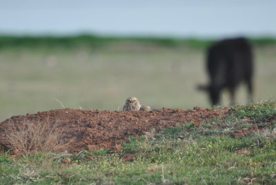 Burrowing Owls