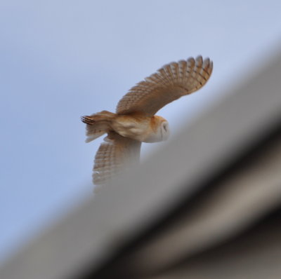 Barn Owl
at barn on Highway 54
E of Hackberry Flat WMA, OK
