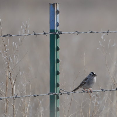 White-crowned Sparrow
Highway 54, E of Hackberry Flat WMA