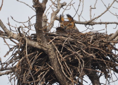 Great Horned Owl on nest
NW OKC
