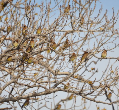 Part of a flock of about 100 Cedar Waxwings
that flew into trees near the Great Horned Owl