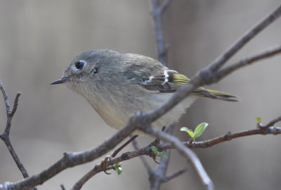 Ruby-crowned Kinglet
that greeted me as I entered Martin Park Nature Center, NW OKC