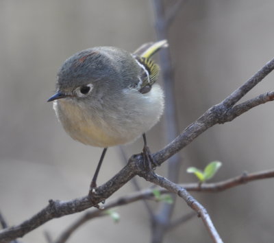 Ruby-crowned Kinglet
showing a spot of his ruby crown