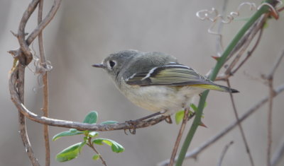 Ruby-crowned Kinglet
Martin Park Nature Center, NW OKC