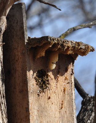 Honey Bees in a birdhouse
at Martin Park Nature Center