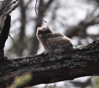 Great Horned Owl chick
a moment before the adult was sitting beside it
Martin Park Nature Center