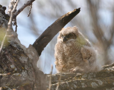 Great Horned Owl chick
through greenbrier at Martin Park Nature Center