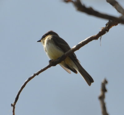 Eastern Phoebe
Martin Park Nature Center, OKC