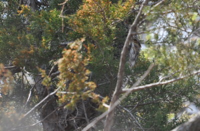 Another shot of the adult Great Horned Owl
hiding in the cedar tree near the chick