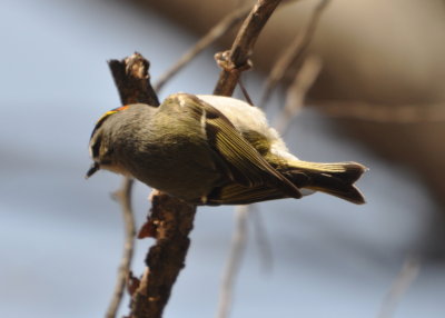 Red and gold on the crown
of the Golden-crowned Kinglet