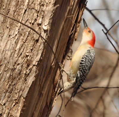 Male Red-bellied Woodpecker
Martin Park Nature Center