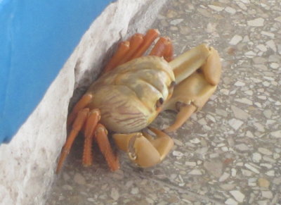 Another crab at Caleta Buena, Bahia de Cochines
Monday, March 21, 2016 