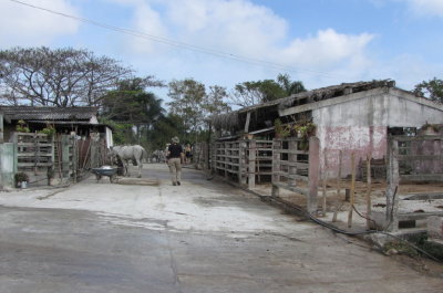 Pig Farm
near Las Terrazas resort, Cuba
Thursday, March 17, 2016
