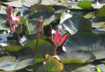Water lilies
Parque La Guira, Cuba