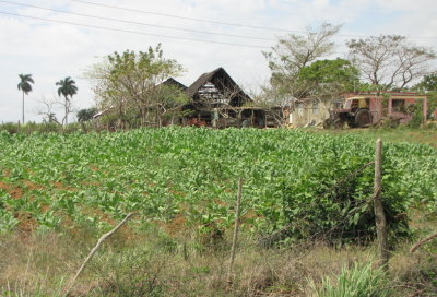 Tobacco crop with drying barn in the background