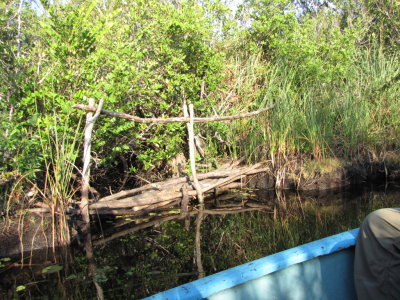 A makeshift bridge along the edge of the water
Zapata Swamp National Park, Cuba