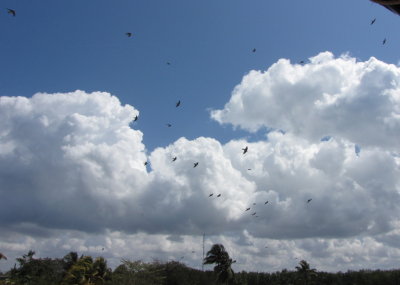 Cave Swallows
Bay of Pigs, Playa Larga, Cuba
Saturday, March 19, 2016