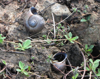 Ground snails
